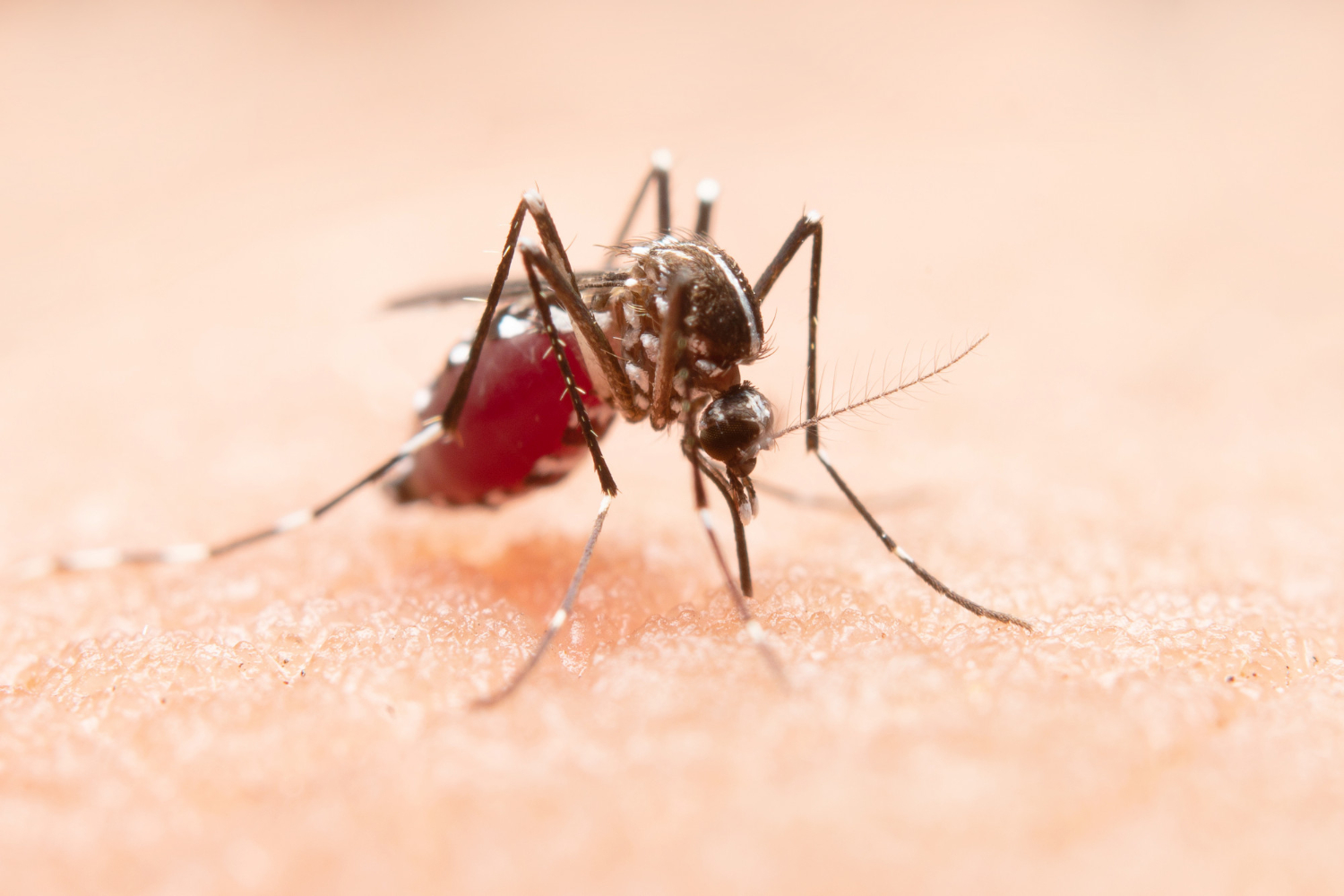 Dengue vírus fertőzések