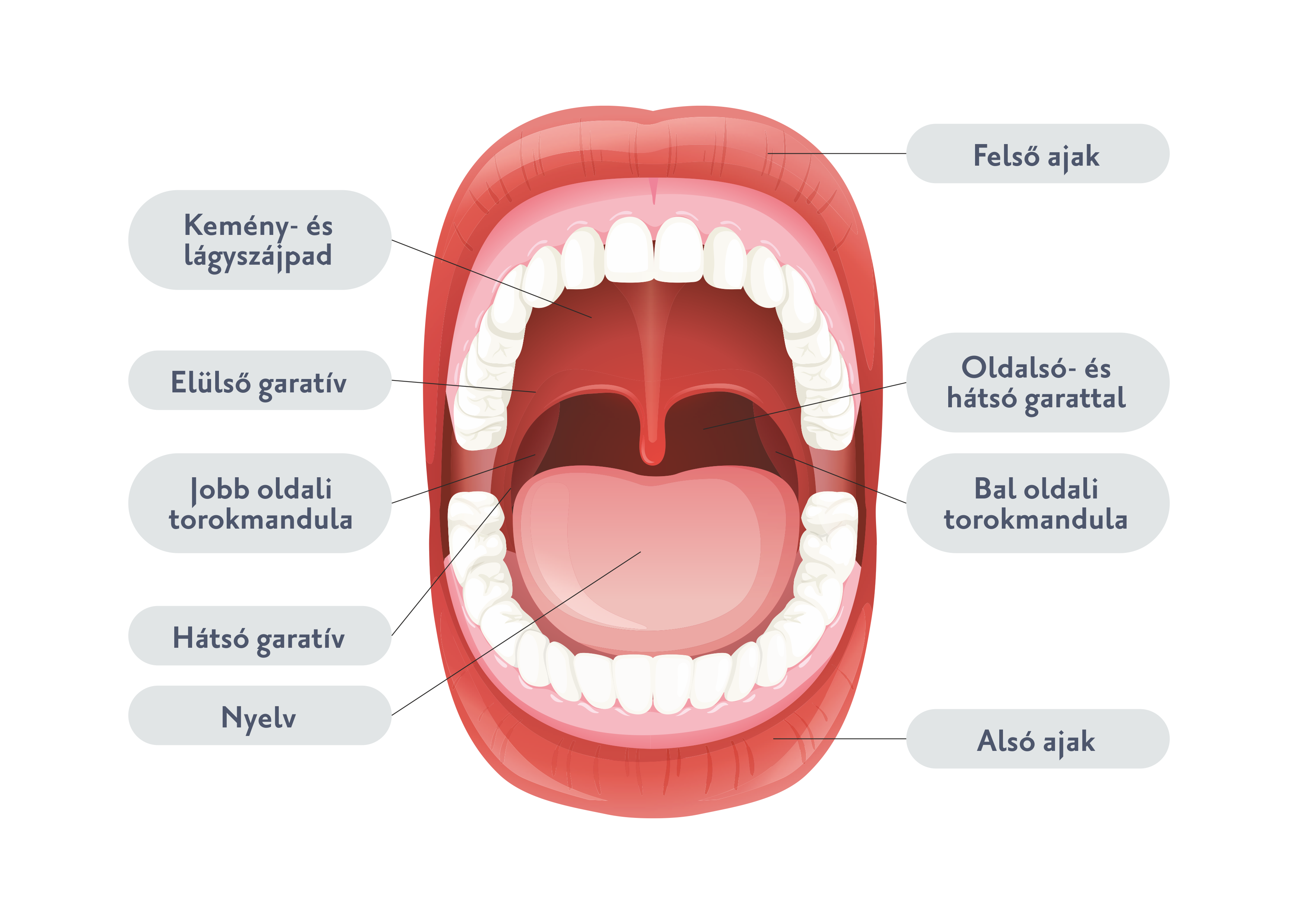 A szájüreg és a torok képletei