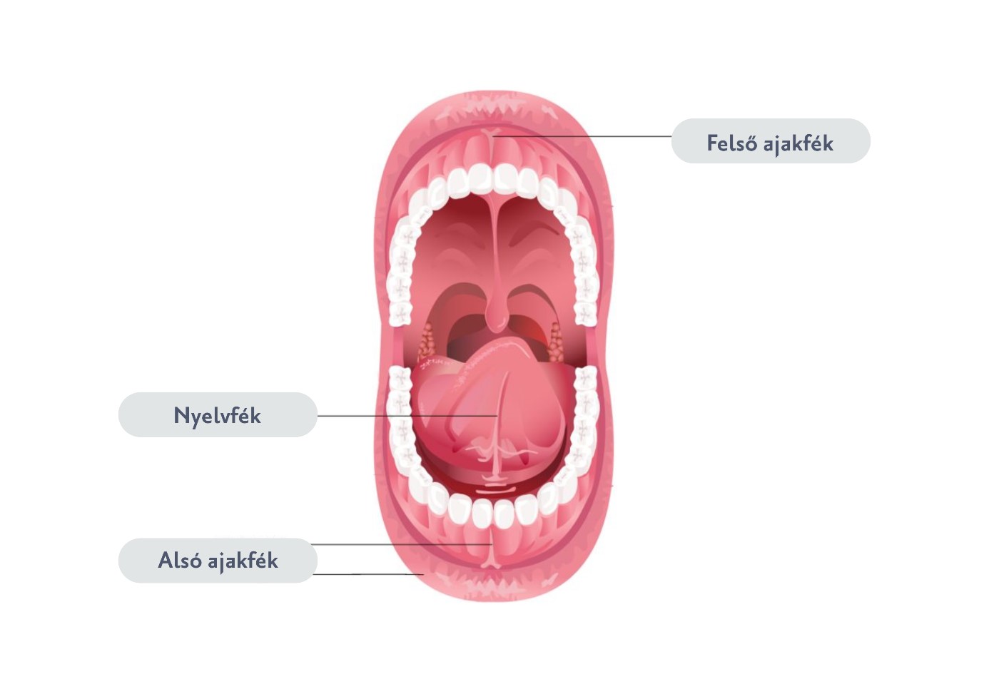 Ajakfék és nyelvfék - Budai Egészségközpont