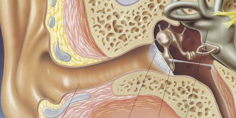 A fül-orr-gégészet az orvostudomány egyik ága. Leggyakrabban a középfül-gyulladás fordul elő.