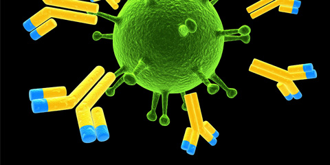 Az immunológia a szervezet védelmét ellátó szervrendszerrel foglalkozik.